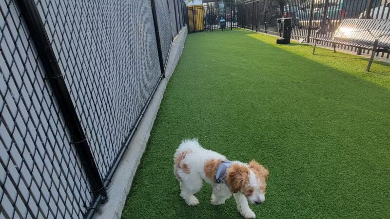 Union City Large Dog Park - Union City, NJ