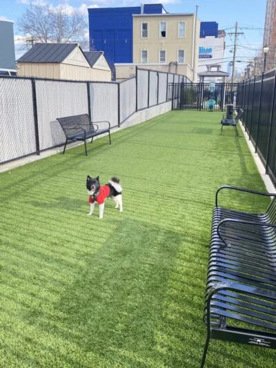 Union City Large Dog Park - Union City, NJ