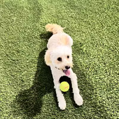 Union City Small Dog Park - Union City, NJ