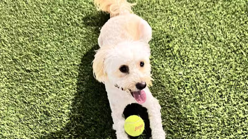 Union City Small Dog Park - Union City, NJ
