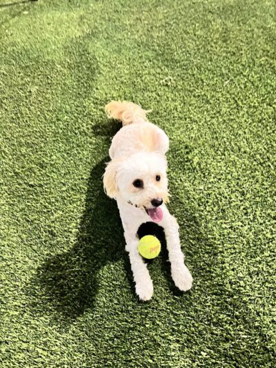 Union City Small Dog Park - Union City, NJ