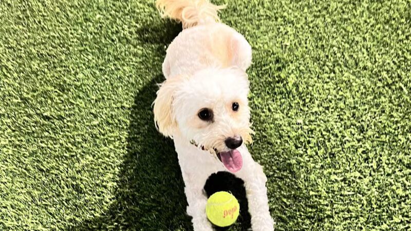 Union City Small Dog Park - Union City, NJ