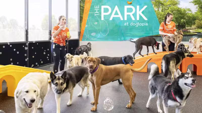 Dogtopia of Union - Union, NJ