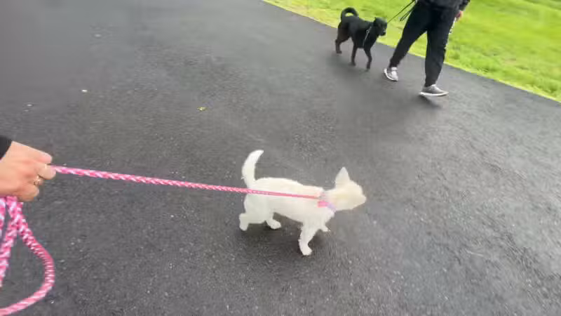 Peace & Unity Pet Services - Unity, ME