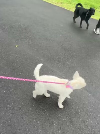 Peace & Unity Pet Services - Unity, ME