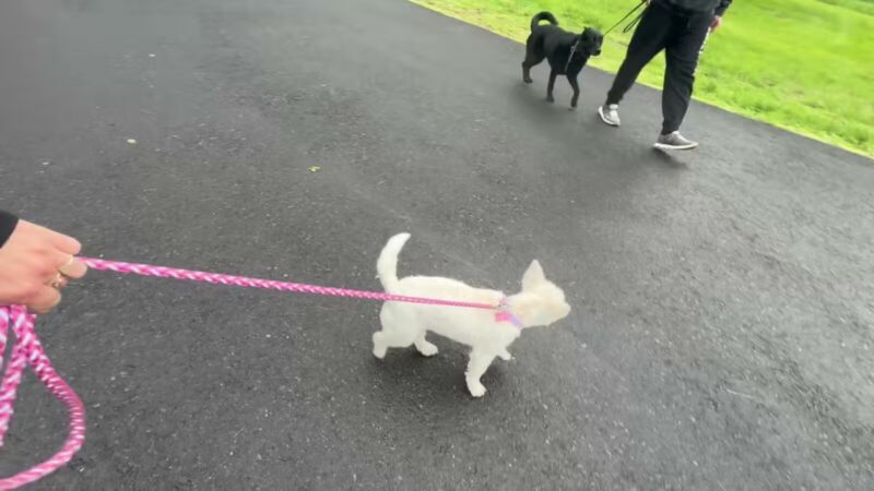 Peace & Unity Pet Services - Unity, ME
