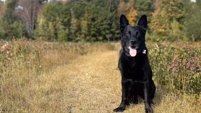 Peace & Unity Pet Services - Unity, ME