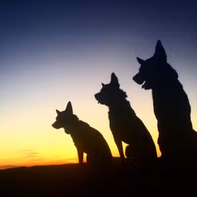 Peace & Unity Pet Services - Unity, ME