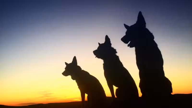 Peace & Unity Pet Services - Unity, ME