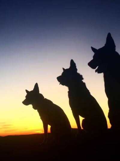 Peace & Unity Pet Services - Unity, ME