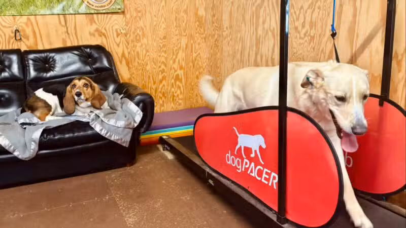 Peace & Unity Pet Services - Unity, ME