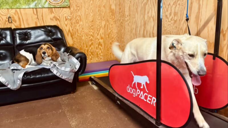 Peace & Unity Pet Services - Unity, ME