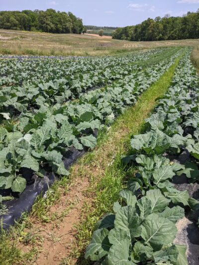 Good Dog Farm - Upperco, MD