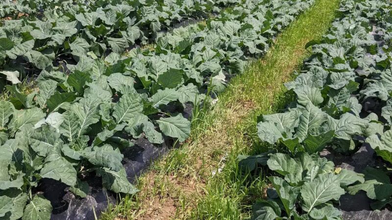 Good Dog Farm - Upperco, MD