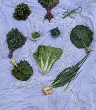 Good Dog Farm - Upperco, MD