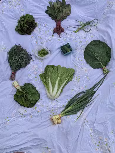 Good Dog Farm - Upperco, MD