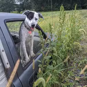 Good Dog Farm - Upperco, MD