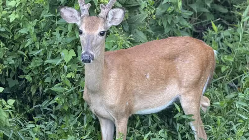 Goode Park - Vinton, VA