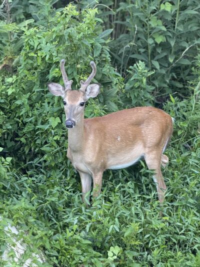 Goode Park - Vinton, VA