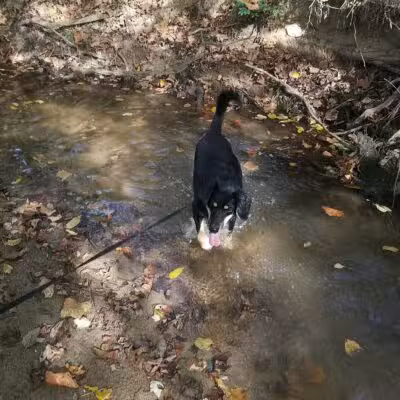 Goode Park - Vinton, VA