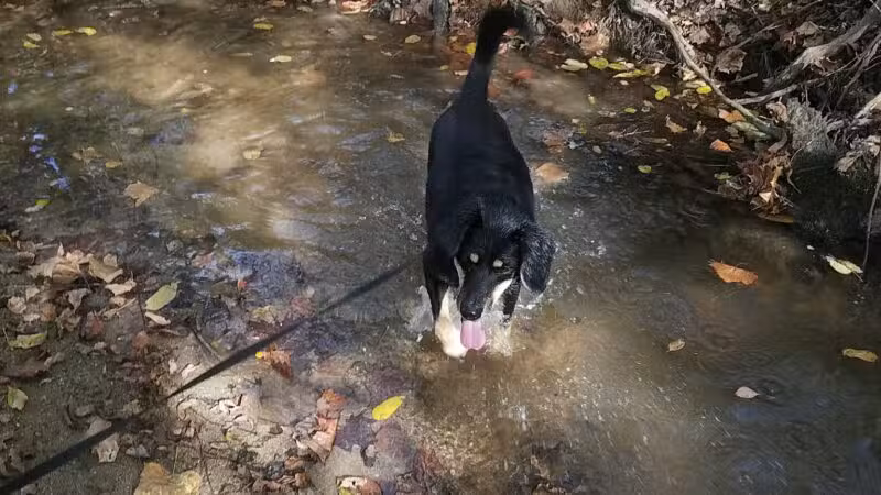 Goode Park - Vinton, VA