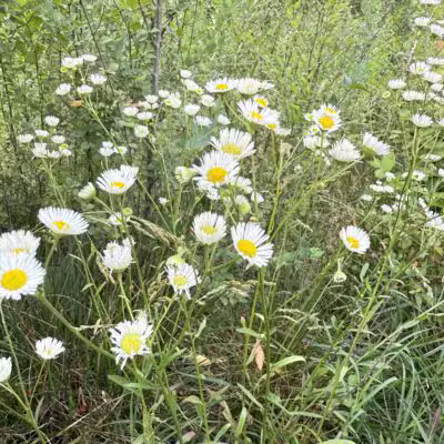 Goode Park - Vinton, VA