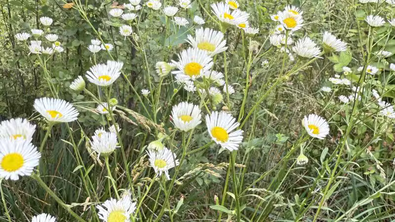 Goode Park - Vinton, VA