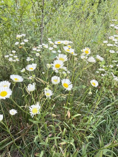 Goode Park - Vinton, VA