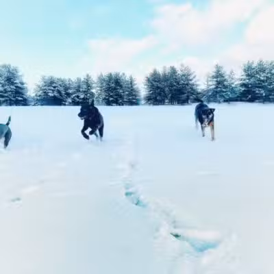Off Leash K9 Training of Roanoke - Vinton, VA