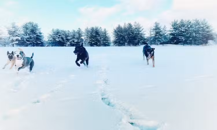 Off Leash K9 Training of Roanoke - Vinton, VA
