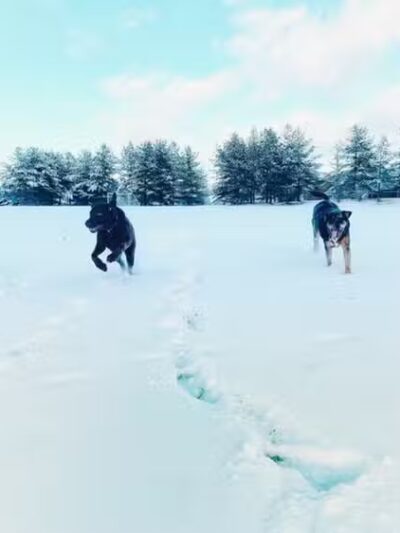 Off Leash K9 Training of Roanoke - Vinton, VA