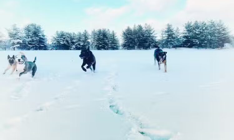 Off Leash K9 Training of Roanoke - Vinton, VA
