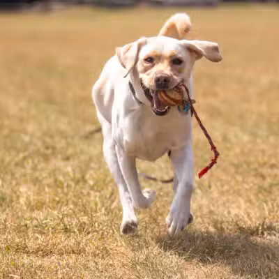 Off Leash K9 Training of Roanoke - Vinton, VA