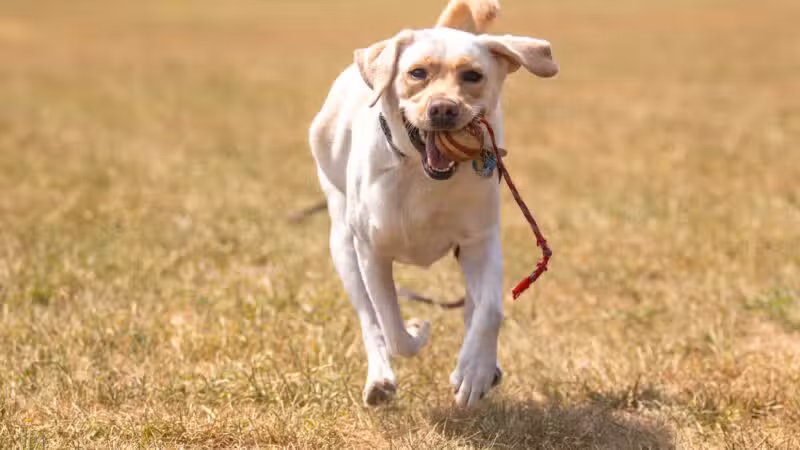 Off Leash K9 Training of Roanoke - Vinton, VA