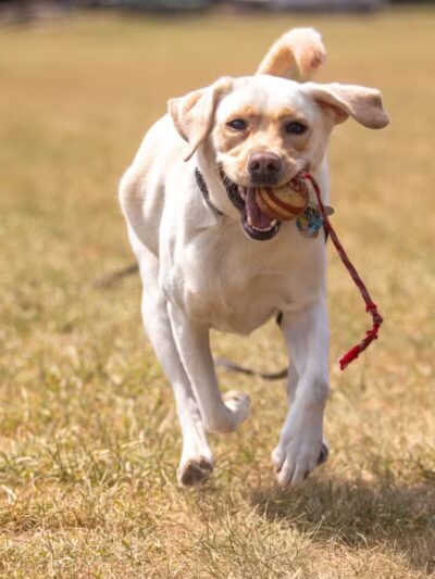 Off Leash K9 Training of Roanoke - Vinton, VA