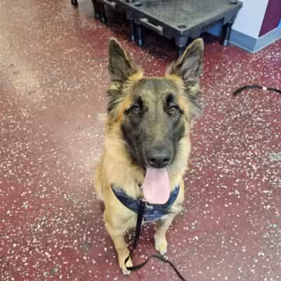 Off Leash K9 Training of Roanoke - Vinton, VA