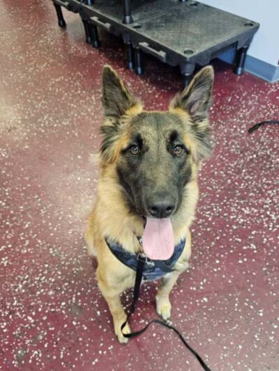 Off Leash K9 Training of Roanoke - Vinton, VA