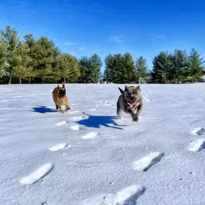 Off Leash K9 Training of Roanoke - Vinton, VA