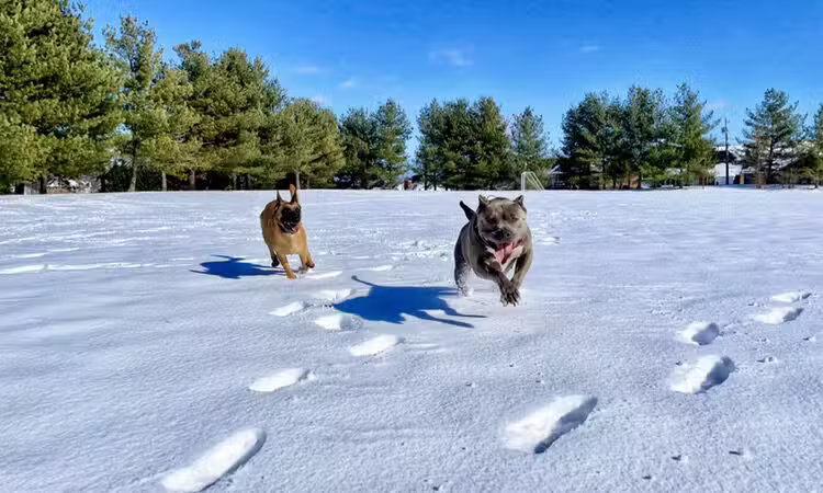 Off Leash K9 Training of Roanoke - Vinton, VA