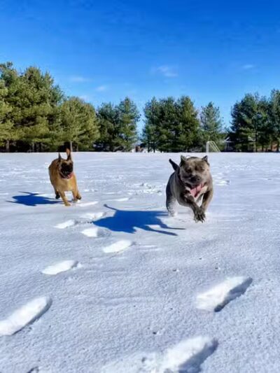 Off Leash K9 Training of Roanoke - Vinton, VA