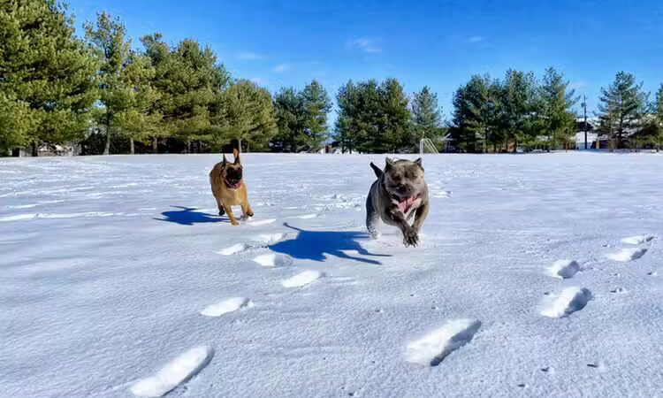 Off Leash K9 Training of Roanoke - Vinton, VA
