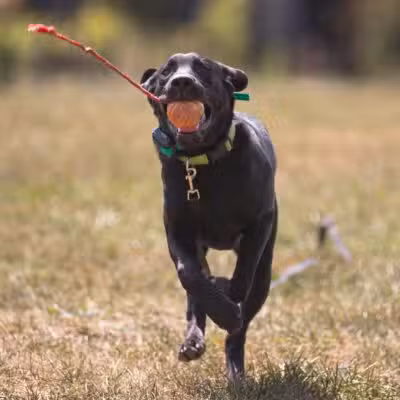 Off Leash K9 Training of Roanoke - Vinton, VA