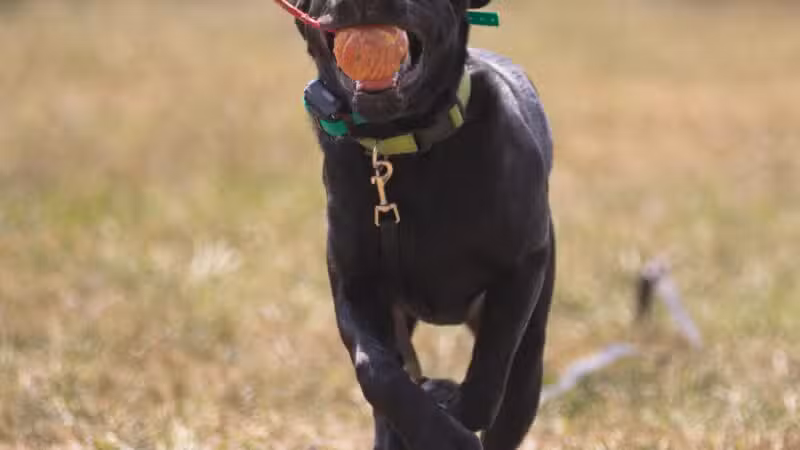 Off Leash K9 Training of Roanoke - Vinton, VA