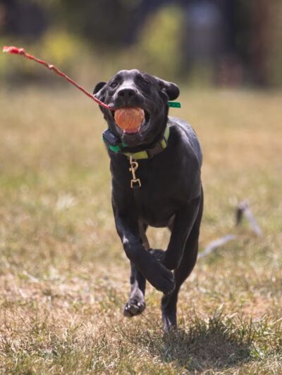 Off Leash K9 Training of Roanoke - Vinton, VA