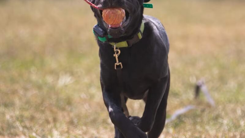 Off Leash K9 Training of Roanoke - Vinton, VA