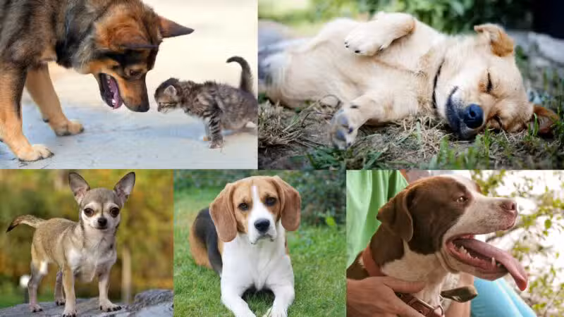 Off Leash K9 Training of Roanoke - Vinton, VA