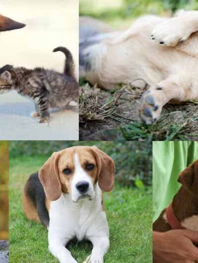 Off Leash K9 Training of Roanoke - Vinton, VA