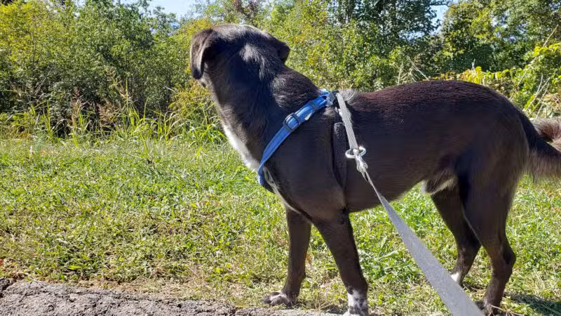 Stewart Knob Overlook - Vinton, VA