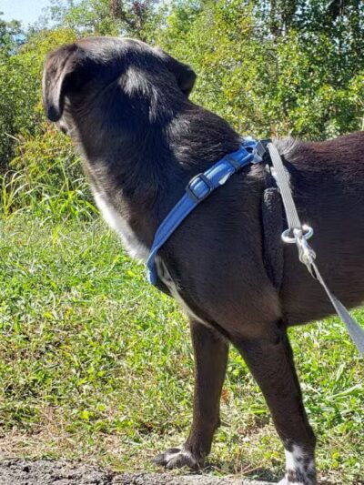 Stewart Knob Overlook - Vinton, VA