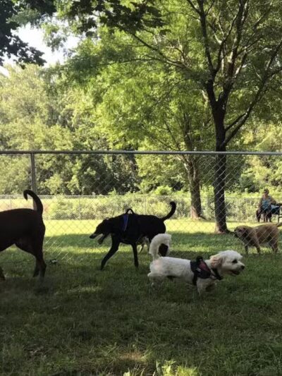 WABASHA DOG PARK - Wabasha, MN